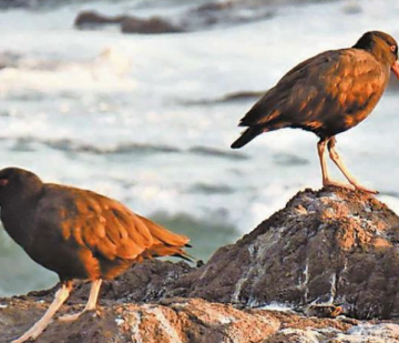 Captura e1585772899169 1 360x309